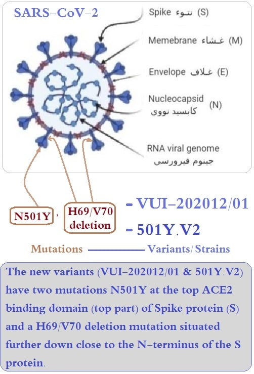 SARS-CoV-2 Virus EM image